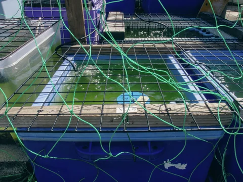 Small fish swim in greenish water inside blue tubs beneath wire grids and green netting.