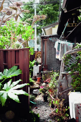 Dense garden plants fill a narrow gap beside a wooden shed, red fence, and hanging laundry.