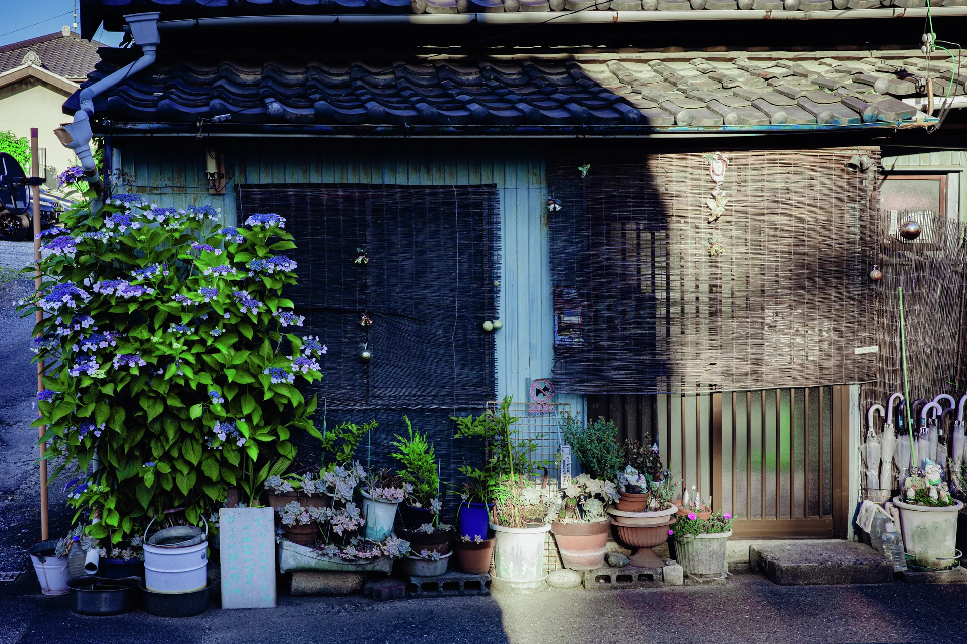 Potted plants line a small tiled-roof house with bamboo screens and clustered umbrellas.
