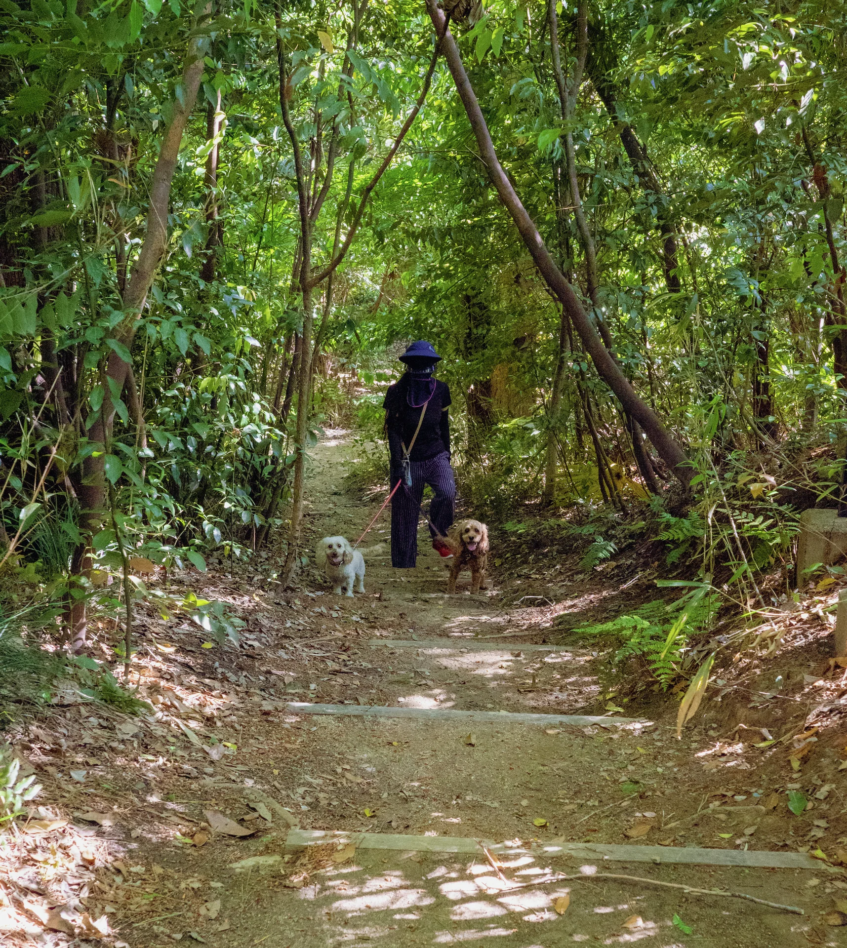 A person and two small dogs stand on a stepped woodland path beneath dense green branches.