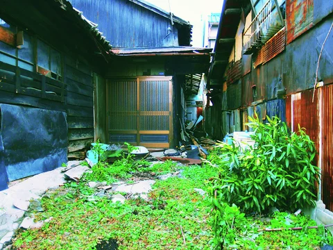 Weeds and leafy plants fill a narrow courtyard between weathered wooden buildings and rust-streaked siding.