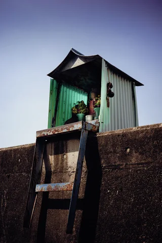 A small green corrugated shelter contains flowers above a wall, with a wooden ladder leaning below.