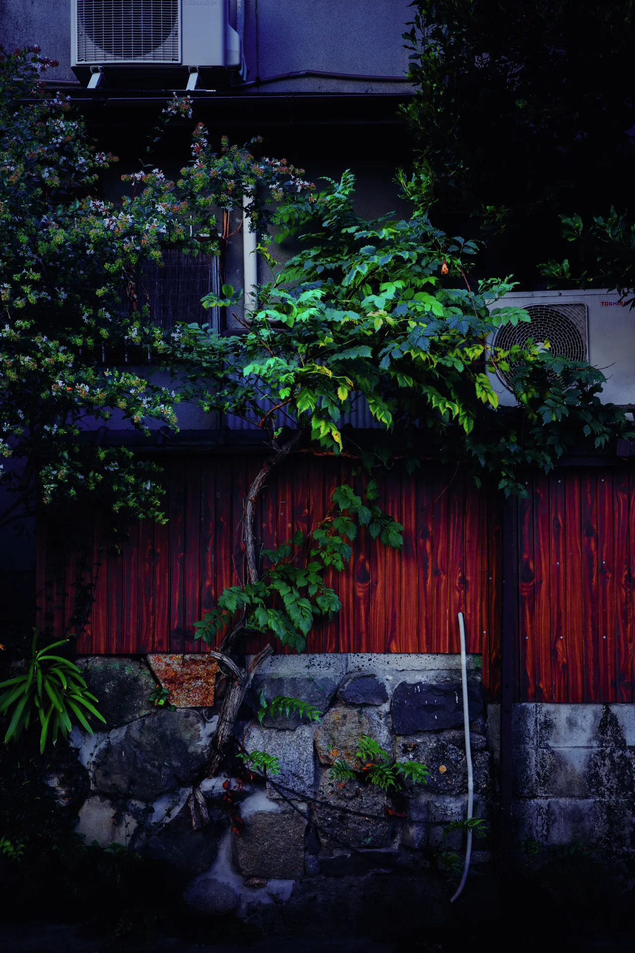 Leafy plants rise above red wooden fencing and a rough stone wall in deep shadow.