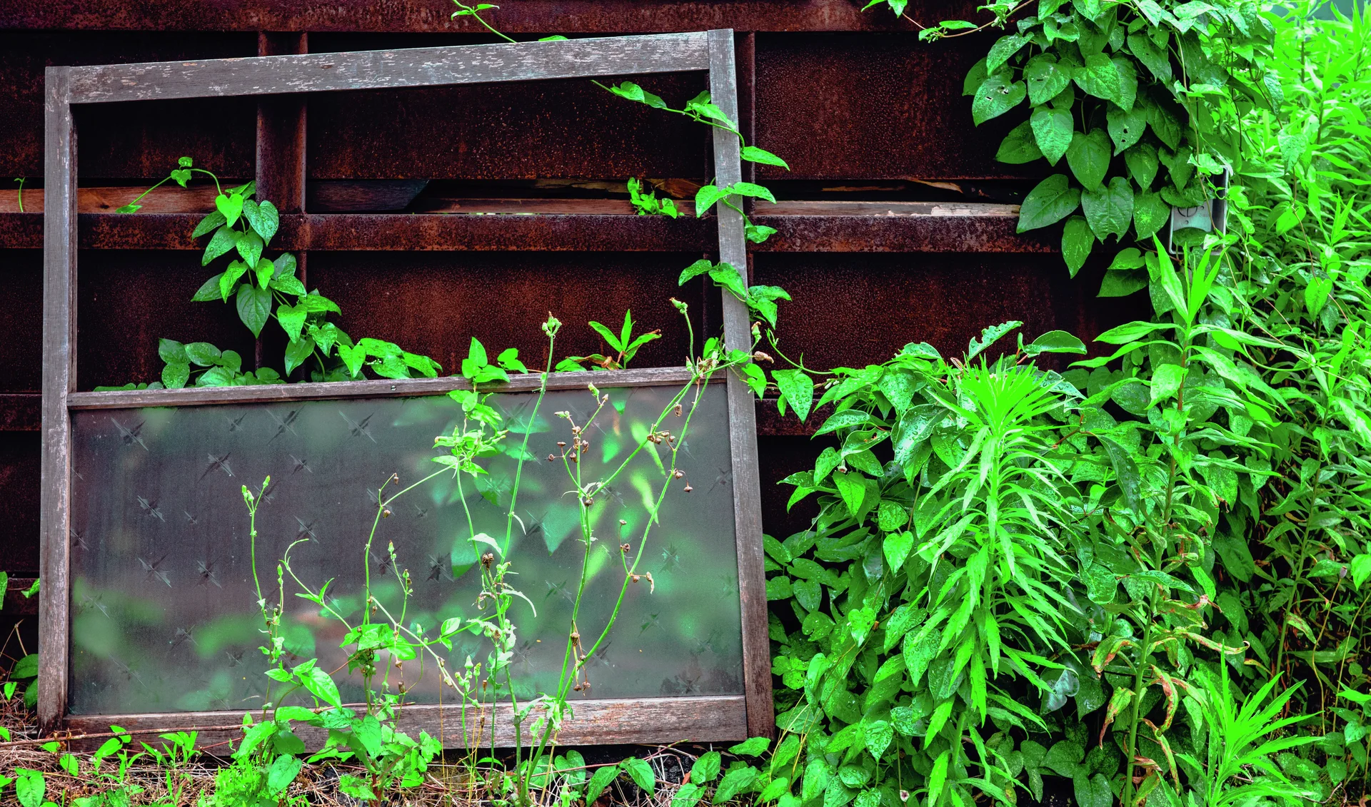 A detached metal window frame leans against rusty siding surrounded by bright green vines.