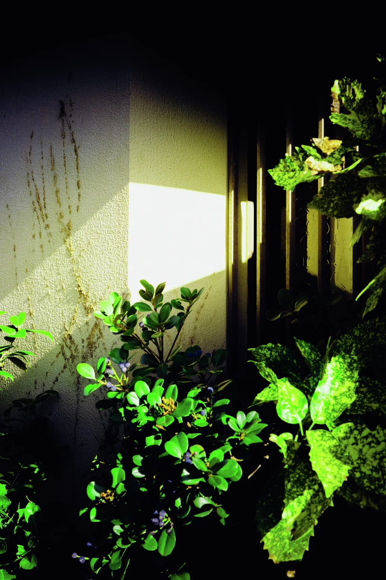 Bright green leaves catch a narrow patch of sunlight beside a pale wall and dark window.
