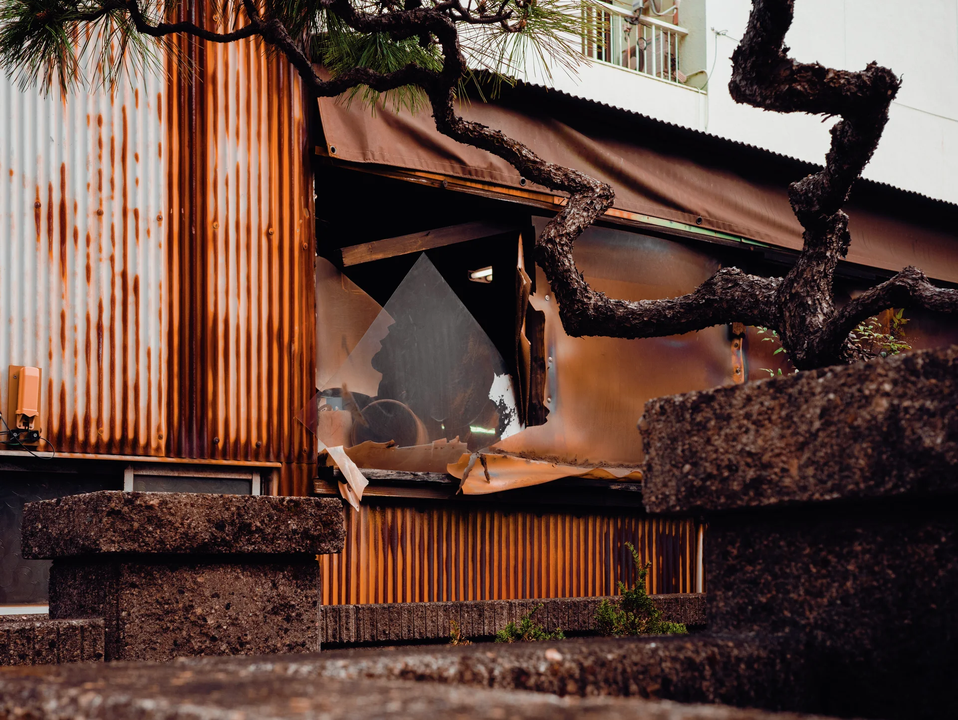 Twisting tree branches cross a broken window and rusty corrugated wall above a rough stone boundary.