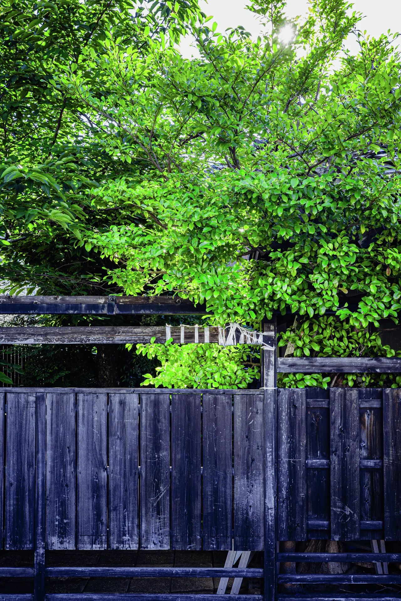 Dense green foliage rises above a dark weathered wooden fence with a small gate.