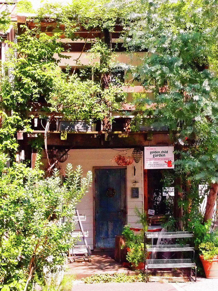 Dense trees and potted plants surround a narrow doorway and exterior stairs on a leafy building frontage.
