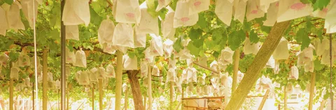 Numerous white fabric pieces hang among green vine leaves above rows of pale wooden supports.
