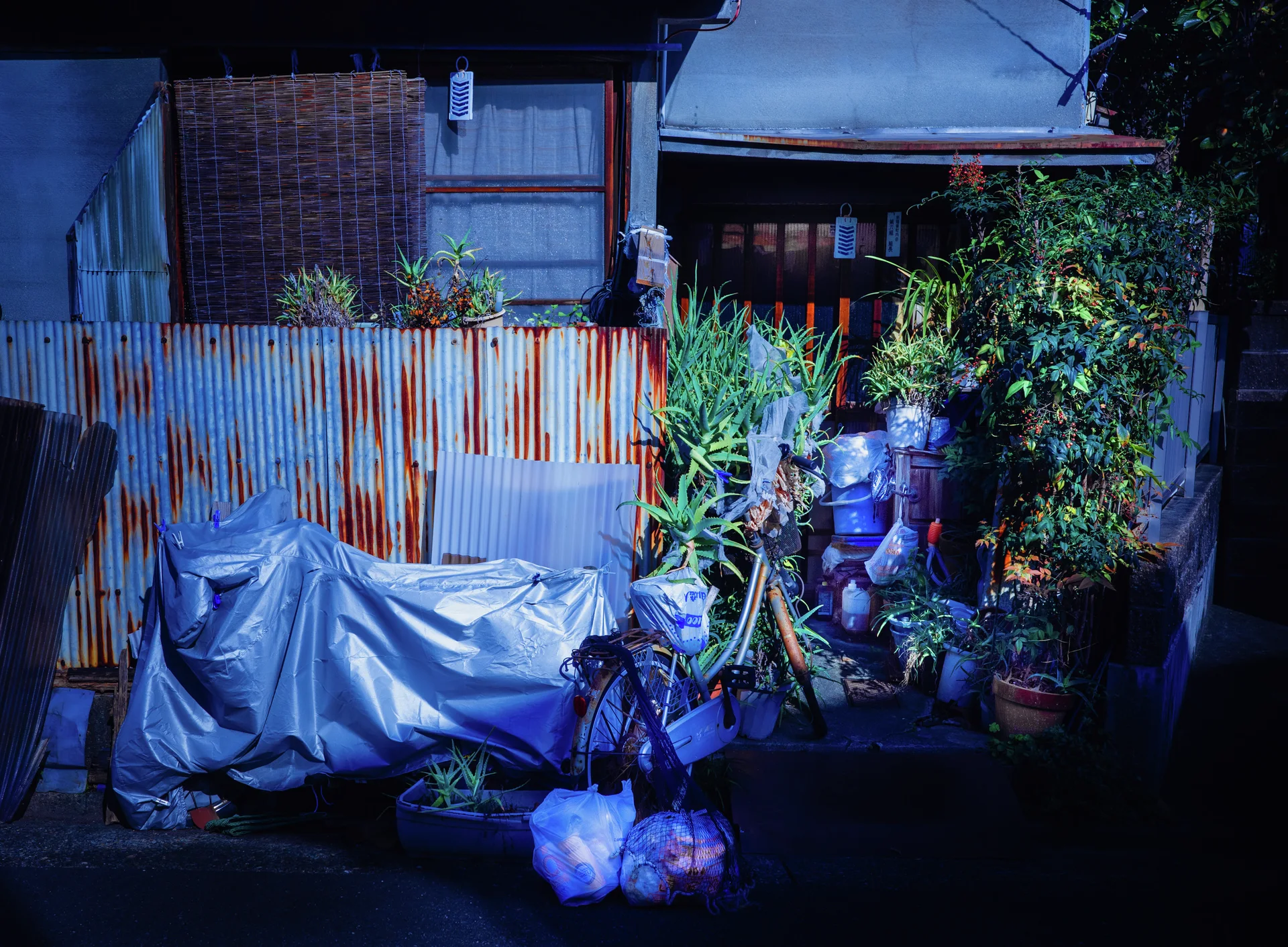 Blue coverings, buckets and leafy plants cluster beside a rust-striped corrugated fence and dark wooden house.