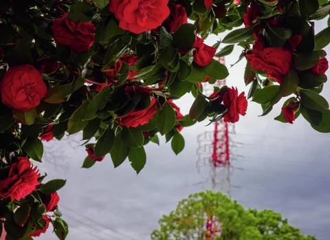 Red flowers and glossy green leaves frame a distant red and white tower beneath gray clouds.