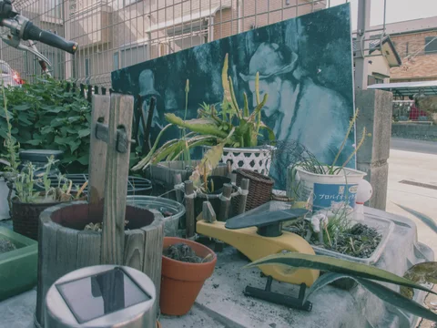 Cacti, plant pots and miscellaneous objects crowd a fenced display in front of a faded blue mural.