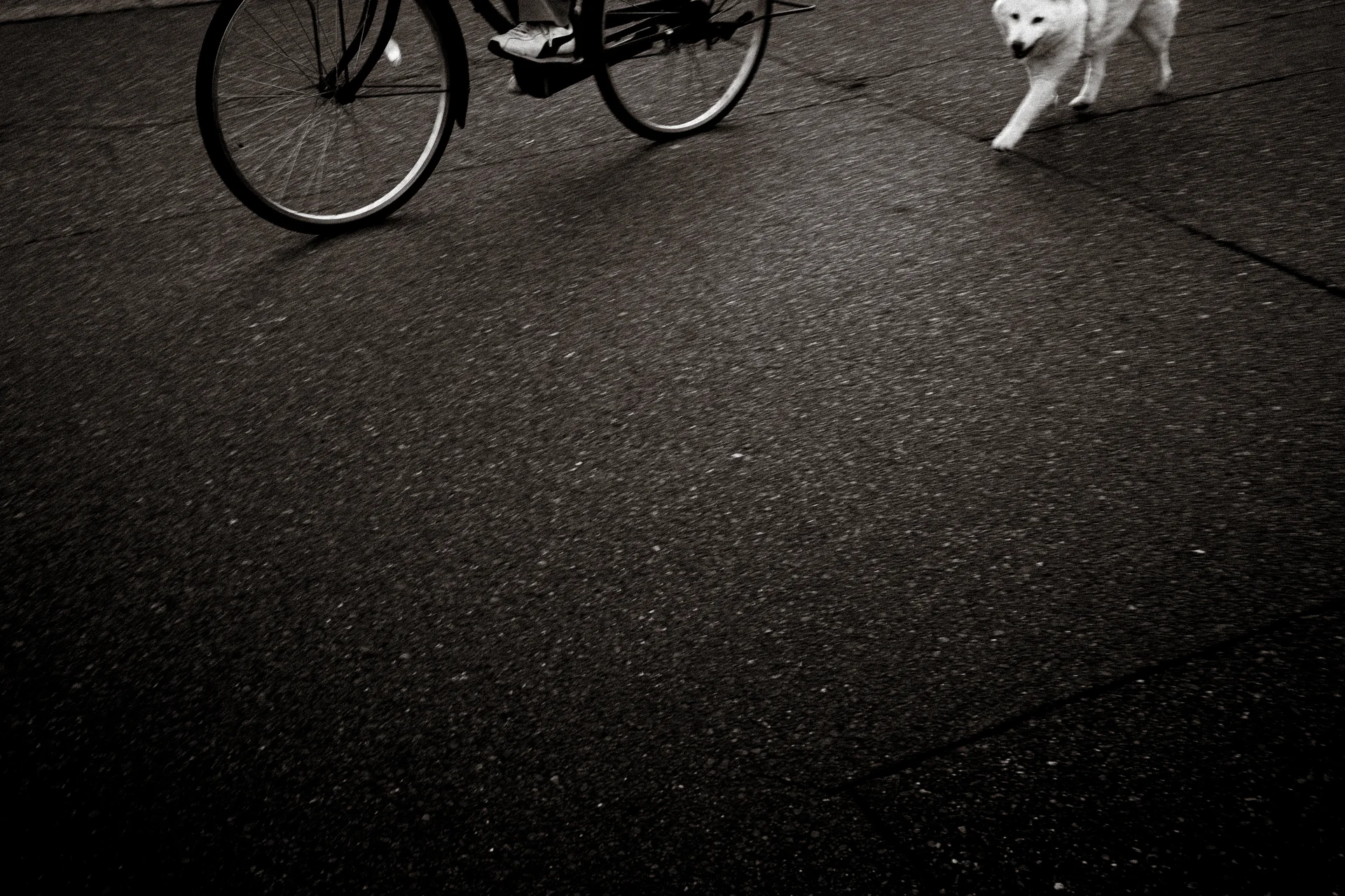 A small white dog and part of a bicycle appear along the upper edge of dark pavement.