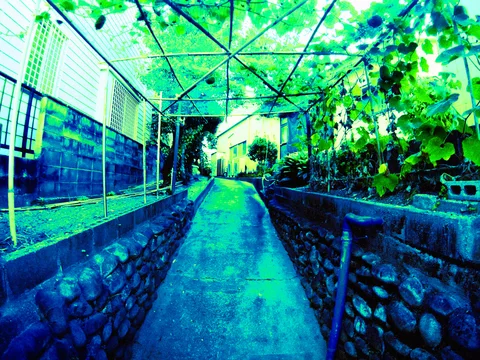 A narrow stone-lined path runs beneath a vine-covered metal framework beside leafy plants and a block wall.