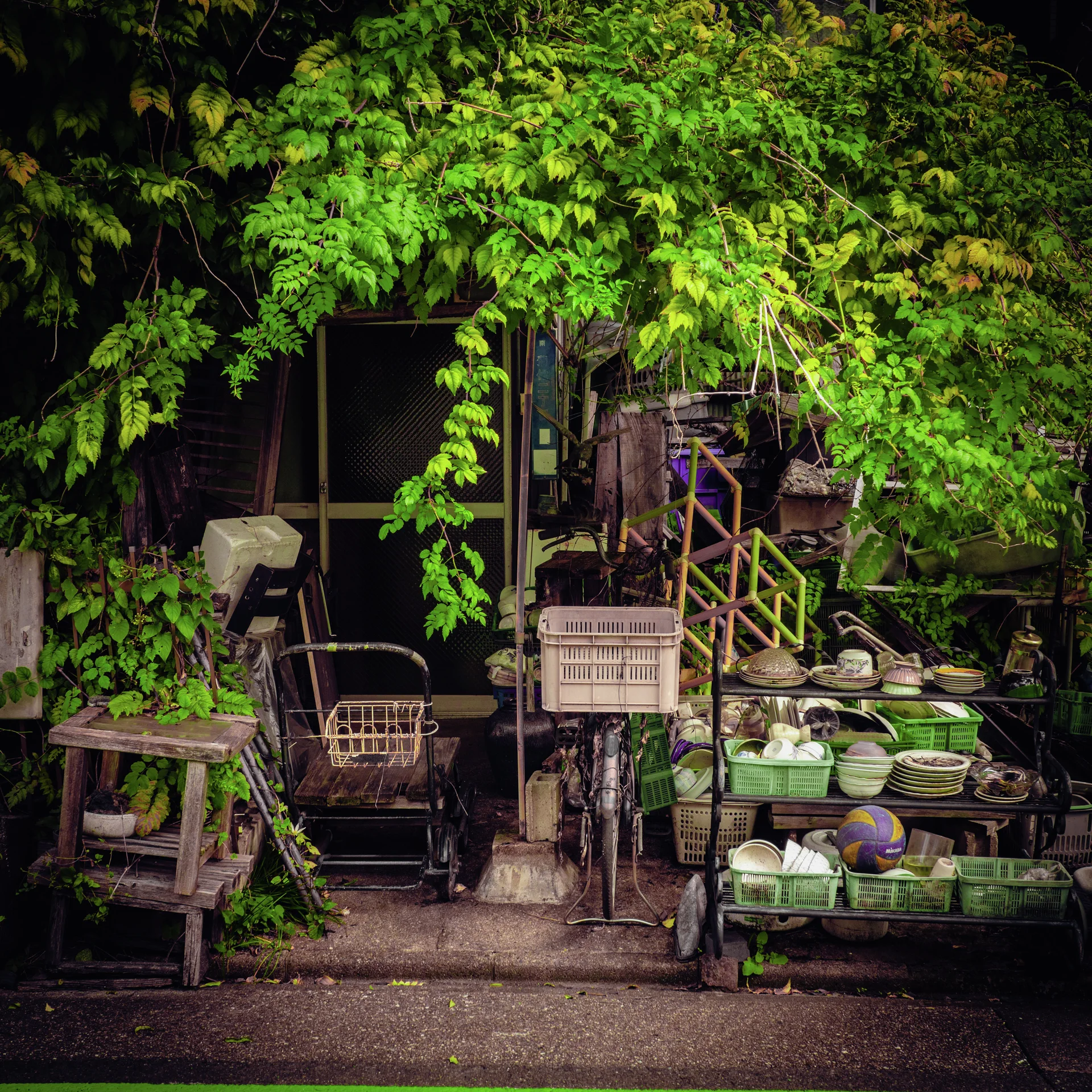 Dense green vines overhang a cluttered entrance with stools, bicycles and shelves of bowls and containers.