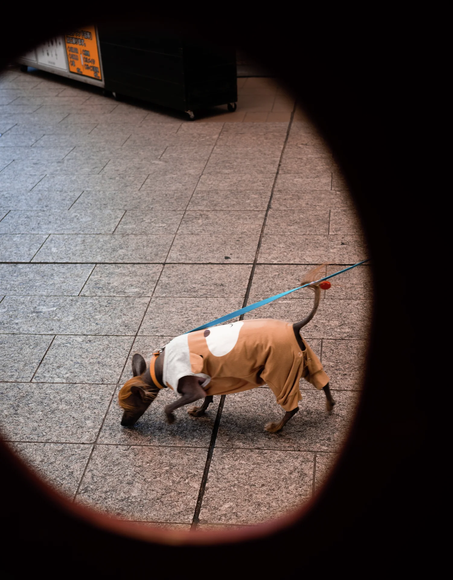 A small brown dog wearing a pale vest stands on tiled pavement within a dark oval frame.
