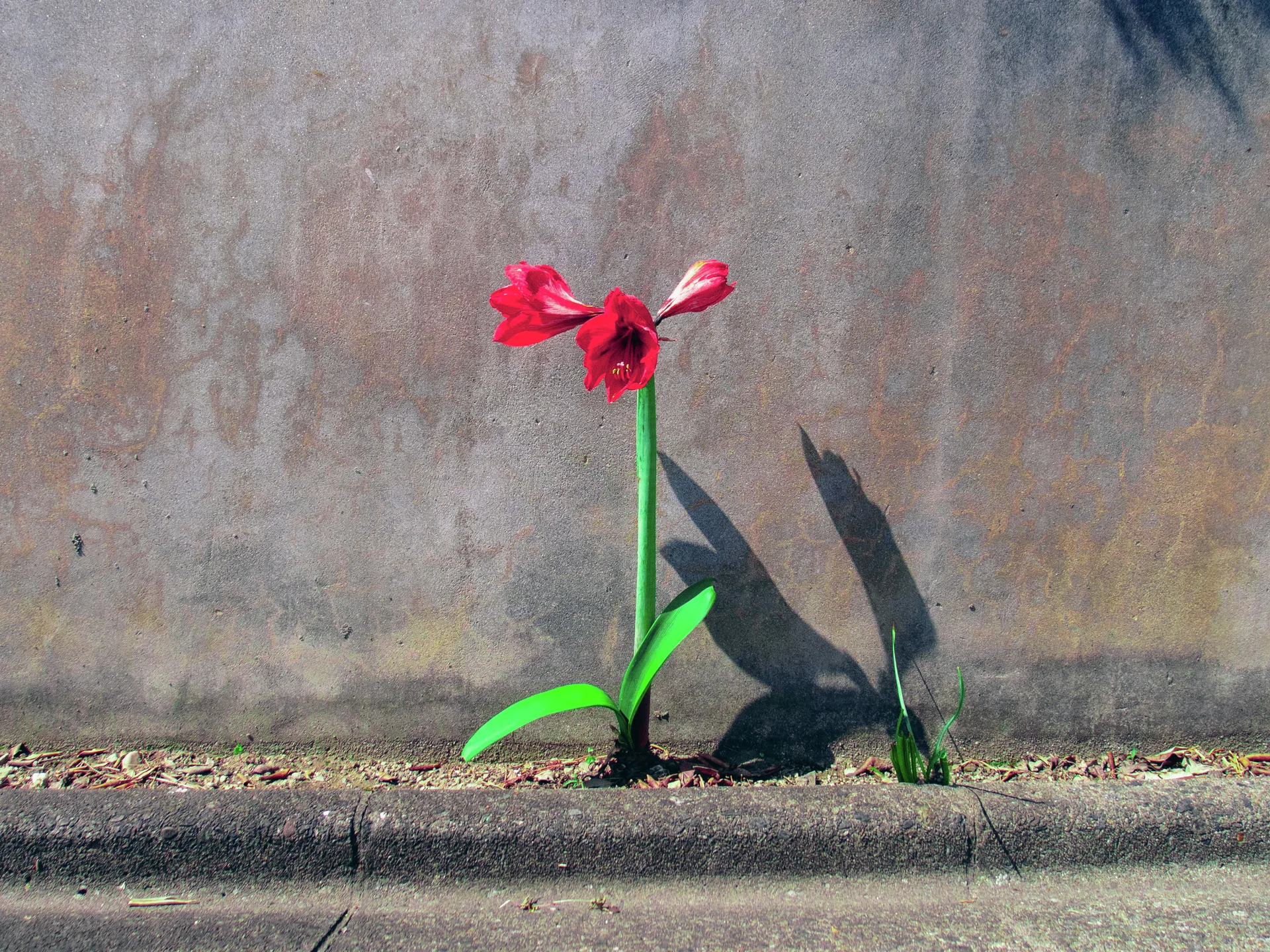 A single red flower on a green stem casts a long sharp shadow against a plain gray wall.