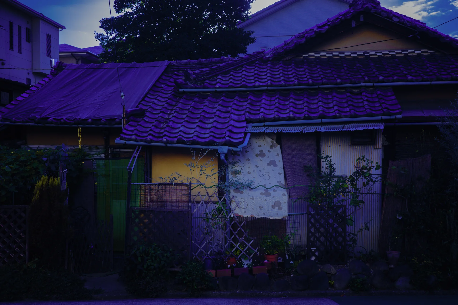 Purple-toned tiled roofs overlap above a weathered low house surrounded by potted plants.
