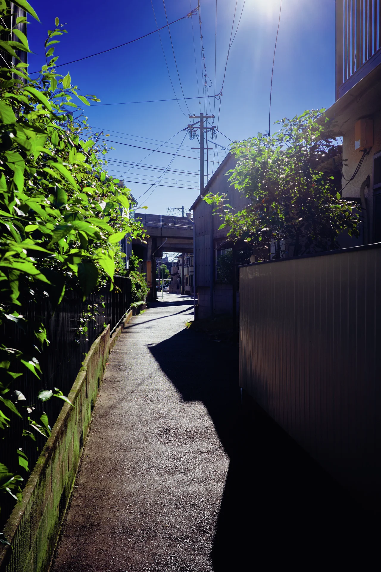 Sunlight falls along a narrow paved passage bordered by leafy hedges and house walls beneath blue sky.