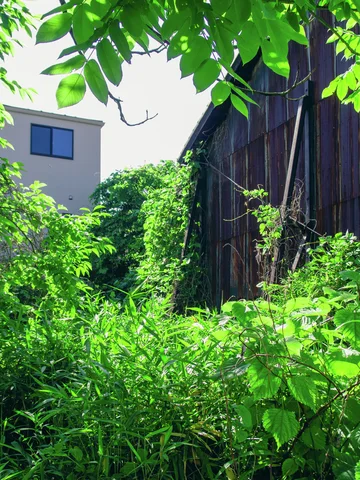 Dense green vegetation fills a narrow gap beside a dark wooden building beneath overhanging leaves.