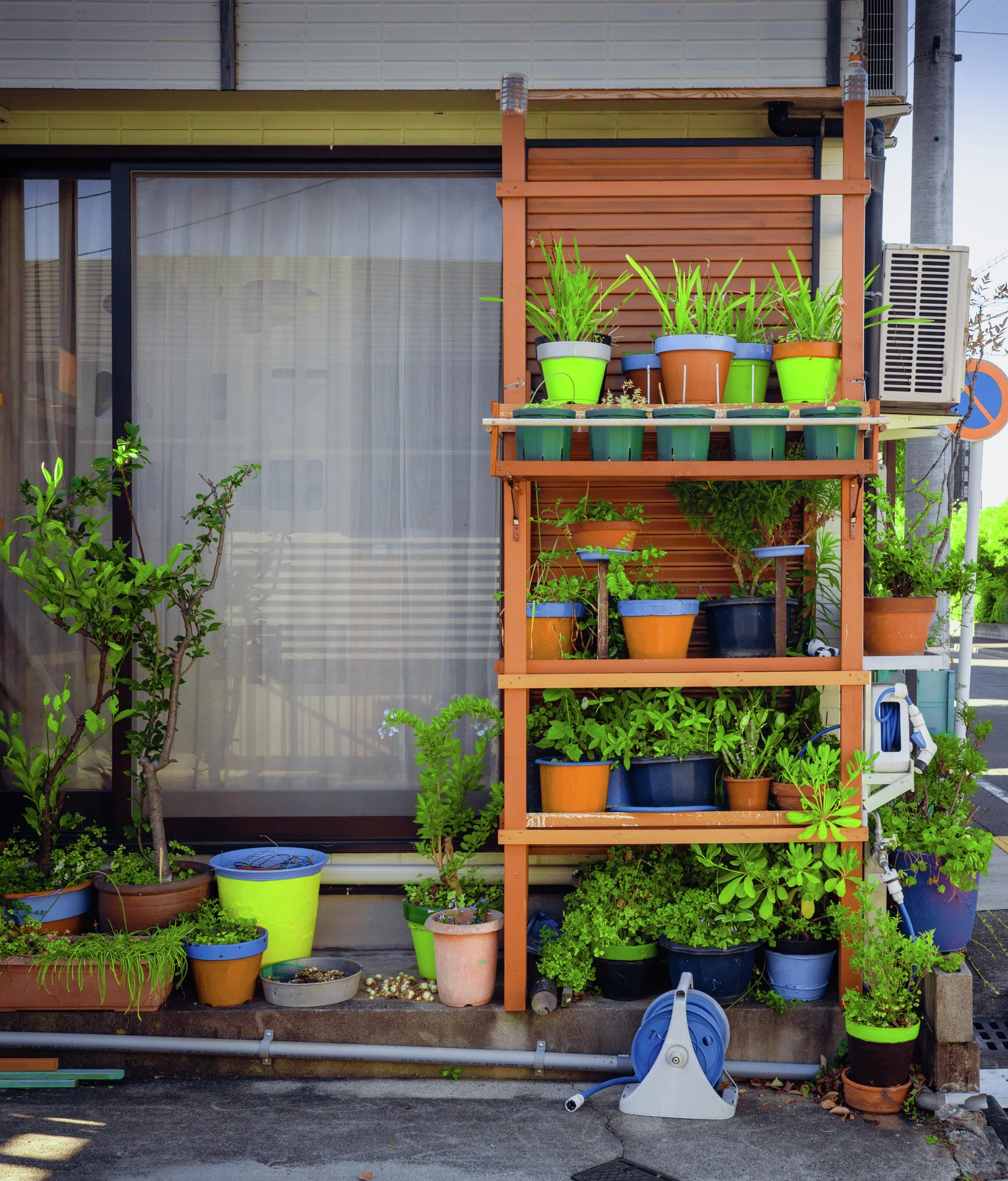 Colorful potted plants fill a tall wooden shelf beside a broad curtained window.