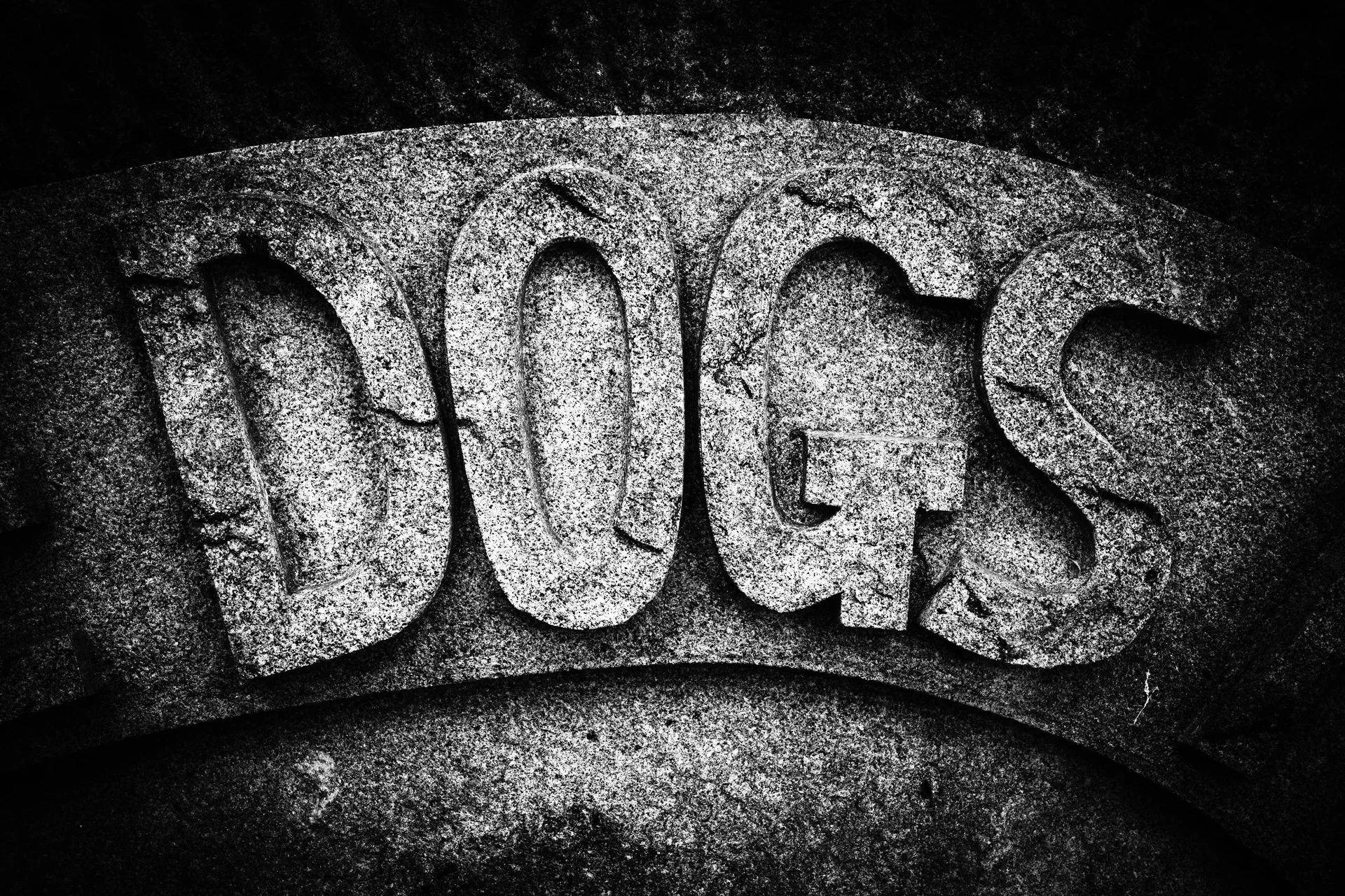 Large carved DOGS letters span a rough curved stone surface in black and white.