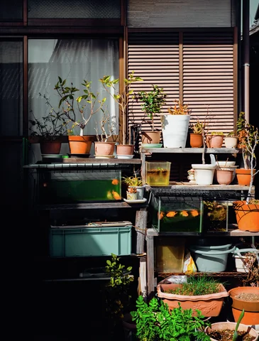 Potted plants and rectangular green containers fill outdoor shelves beneath a curtained window and closed shutters.